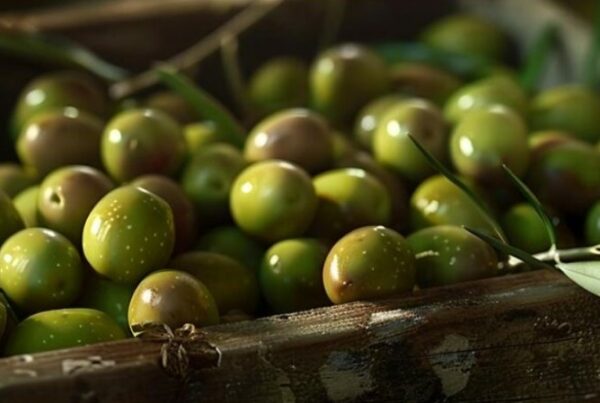 l’identité tunisienne