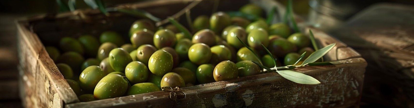 L’avenir de l’huile d’olive tunisienne : vers plus de traçabilité et de durabilité